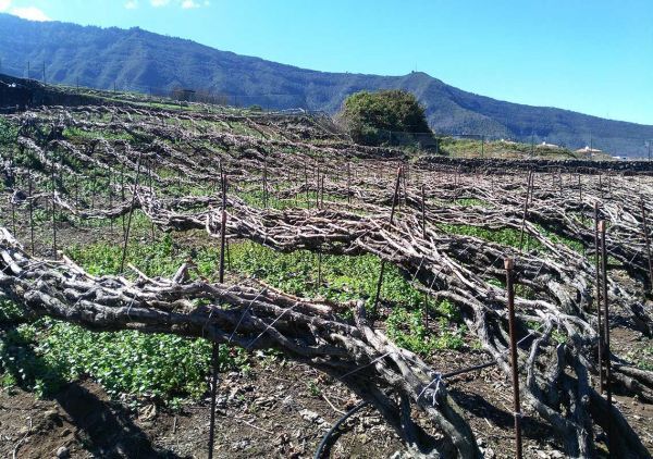 Selección de 3 vinos blancos La Haya